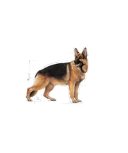 Maxi Adult