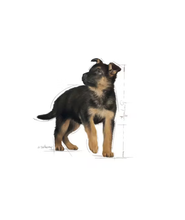 Maxi puppy