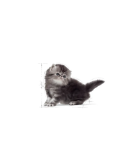 Royal Canin Persian Kitten