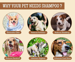 Oh My Dog Detangling Shampoo for Dogs and Puppies | Paraben & Cruelty-Free Ultimate Pet Shampoo | Shiny, Soft and Tangle-Free Fur | Suitable for All Breeds and Sizes