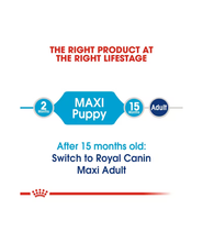 Maxi puppy