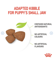 Mini Puppy