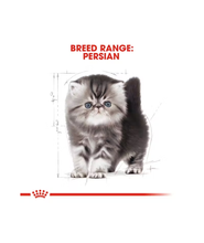 Royal Canin Persian Kitten