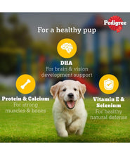 Pedigree Puppy Wet Dog Food, Chicken & Liver Chunks in Gravy, 70 g (Pack of 15), Made with Real Meat, 100% Complete & Balanced Meal for Puppies