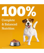 Pedigree Puppy Wet Dog Food, Chicken & Liver Chunks in Gravy, 70 g (Pack of 30), Made with Real Meat, 100% Complete & Balanced Meal for Puppies